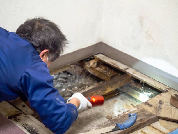 Trusted Binghamton, NY Mold Remediation Experts