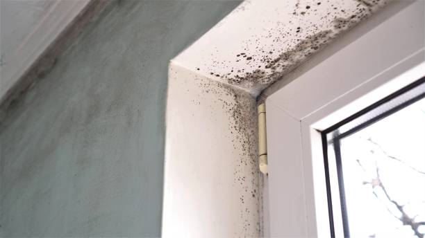 Best DIY Mold Remediation Support Services in Binghamton, NY