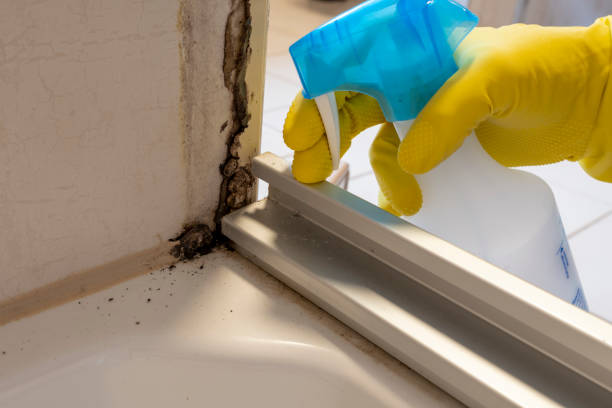 Professional Mold Remediation in Binghamton, NY