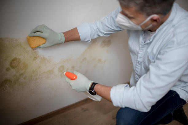 Best Black Mold Remediation in Binghamton, NY