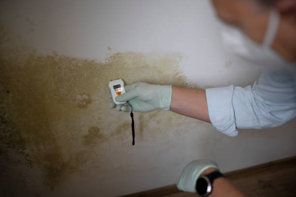 Best White Mold Remediation in Binghamton, NY
