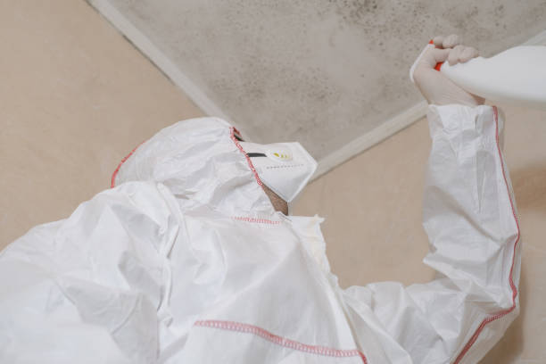 Best Residential Mold Remediation in Binghamton, NY
