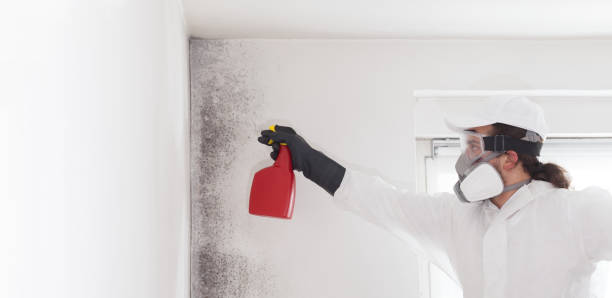 Best Emergency Mold Remediation in Binghamton, NY