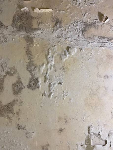 Best Residential Mold Remediation in Binghamton, NY