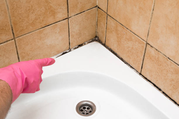 Best Crawl Space Mold Remediation in Binghamton, NY
