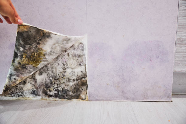 Best Mold Remediation for Specific Building Types in Binghamton, NY
